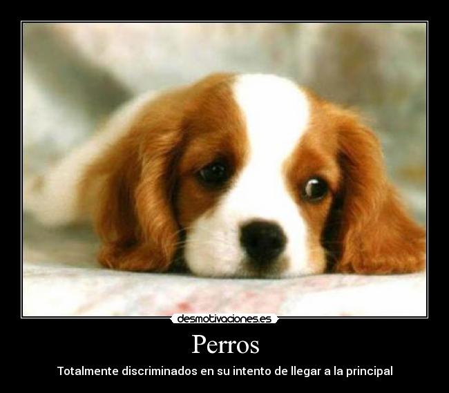 Perros -