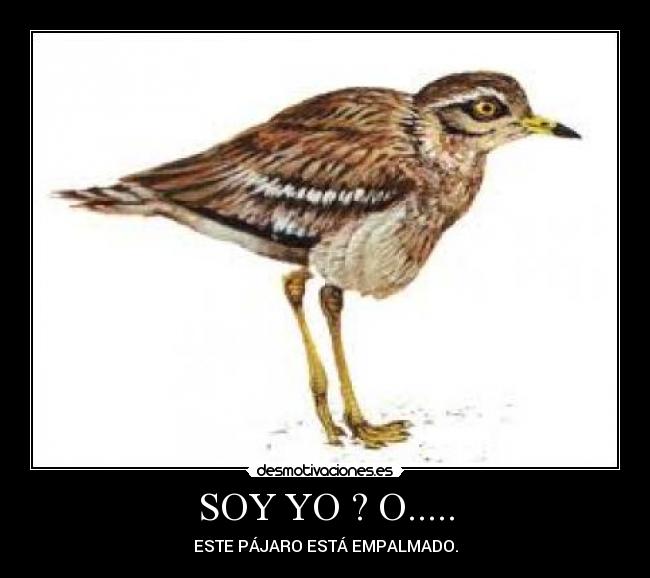 SOY YO ? O..... - ESTE PÁJARO ESTÁ EMPALMADO.