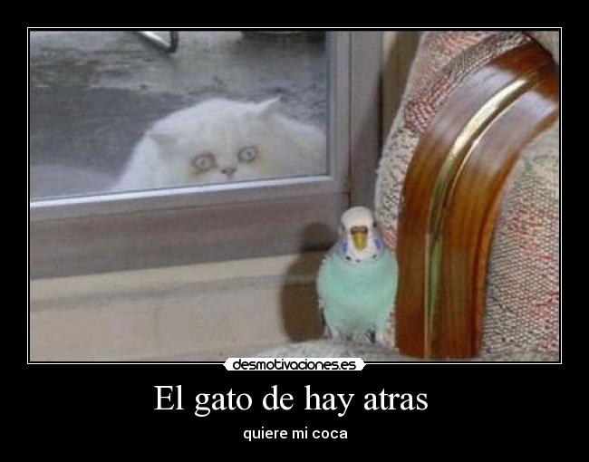 El gato de hay atras - quiere mi coca