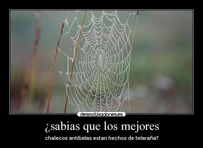 ¿sabias que los mejores - chalecos antibalas estan hechos de telaraña?