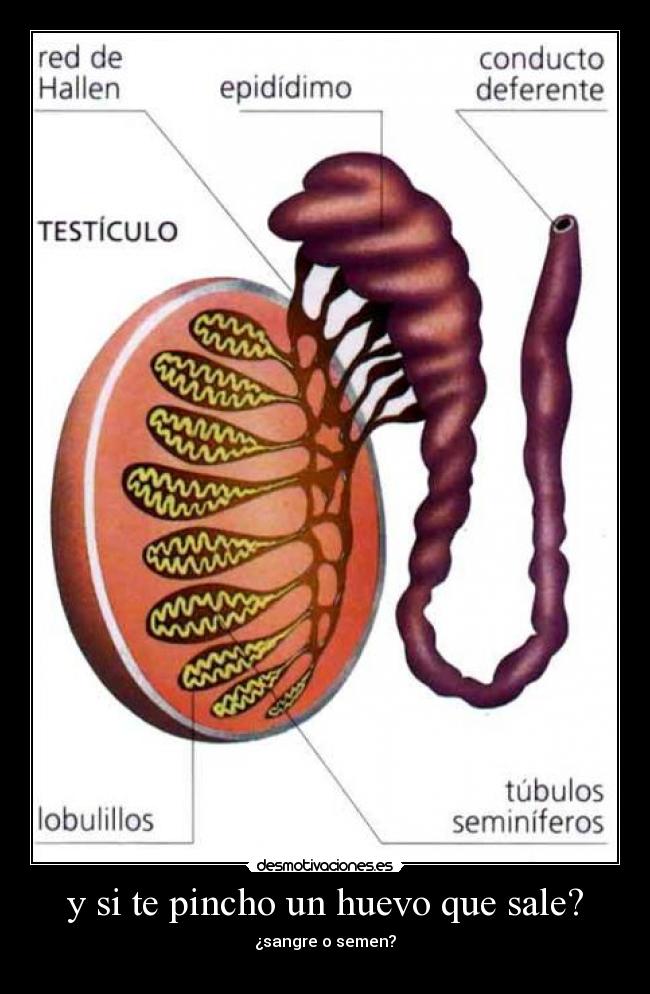 y si te pincho un huevo que sale? -