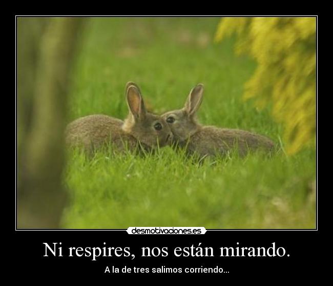 Ni respires, nos están mirando. - 