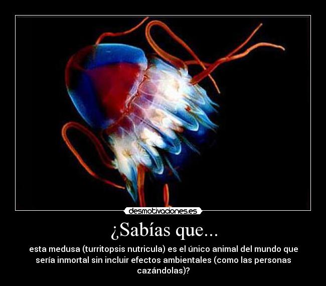 ¿Sabías que... - esta medusa (turritopsis nutricula) es el único animal del mundo que
sería inmortal sin incluir efectos ambientales (como las personas
cazándolas)?