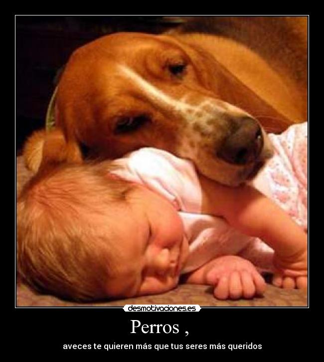 Perros ,  - 