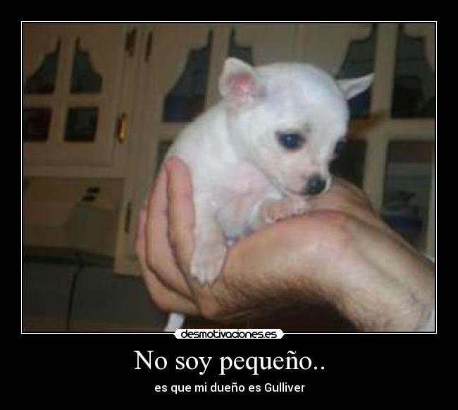 No soy pequeño.. - es que mi dueño es Gulliver