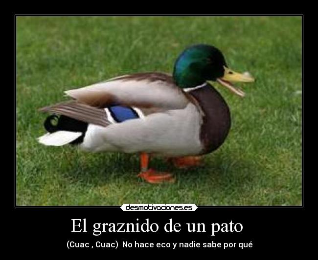 El graznido de un pato  - 
