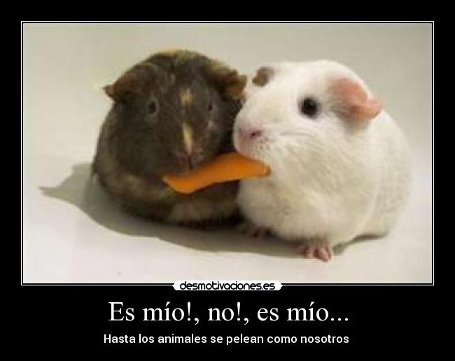 Es mío!, no!, es mío... - Hasta los animales se pelean como nosotros 