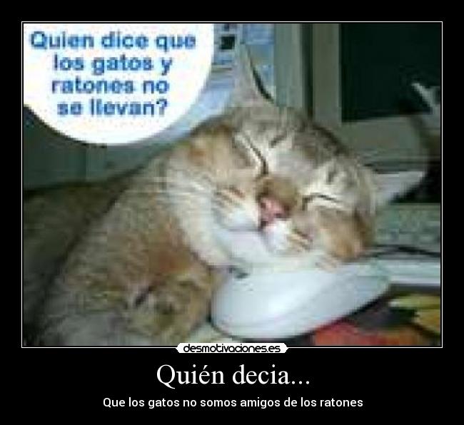 Quién decia... - Que los gatos no somos amigos de los ratones