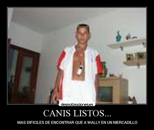 CANIS LISTOS... - 