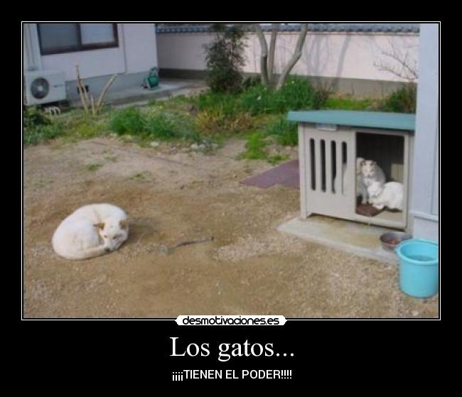 Los gatos... - ¡¡¡¡TIENEN EL PODER!!!!