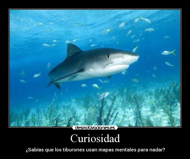 Curiosidad -