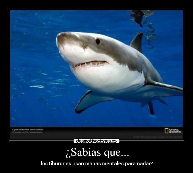 ¿Sabias que... - los tiburones usan mapas mentales para nadar?