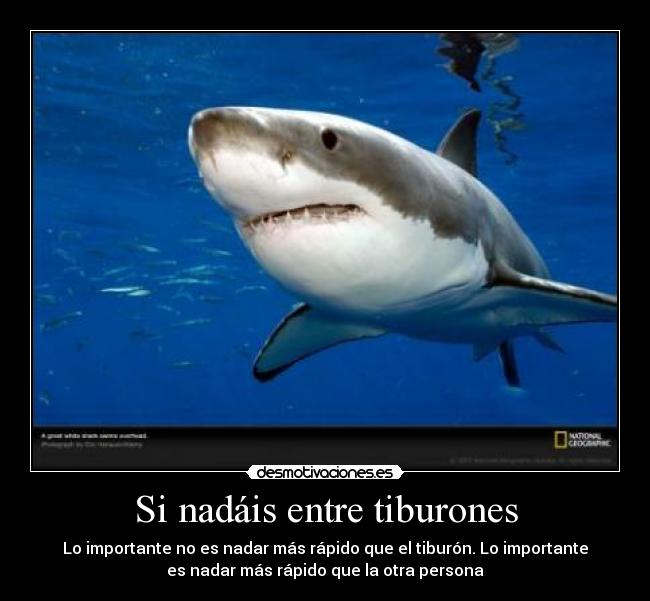 Si nadáis entre tiburones - 