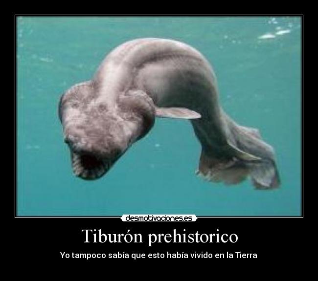 Tiburón prehistorico - Yo tampoco sabía que esto había vivido en la Tierra
