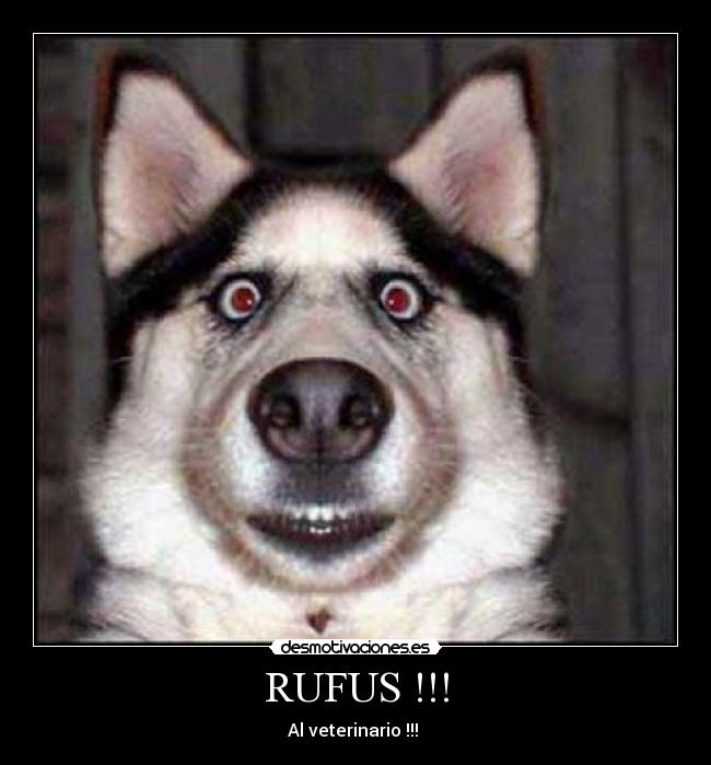 carteles rufus veterinario desmotivaciones