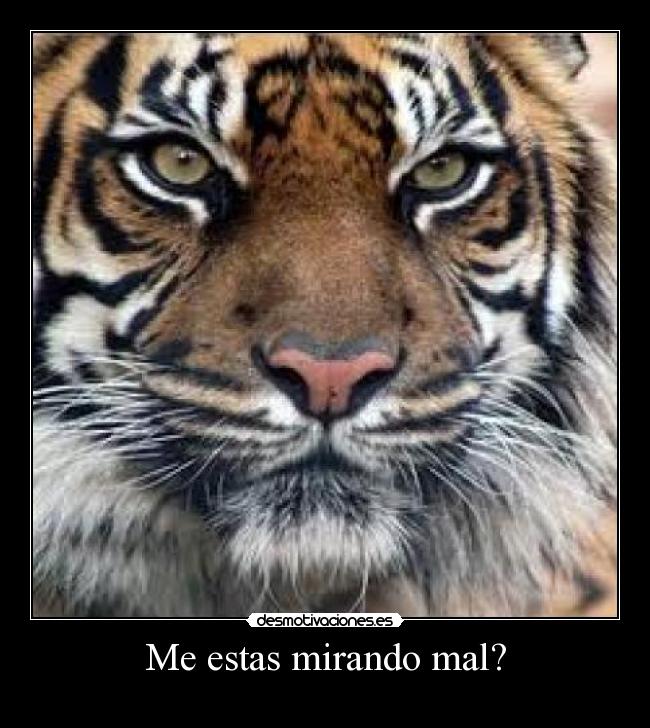 Me estas mirando mal? -