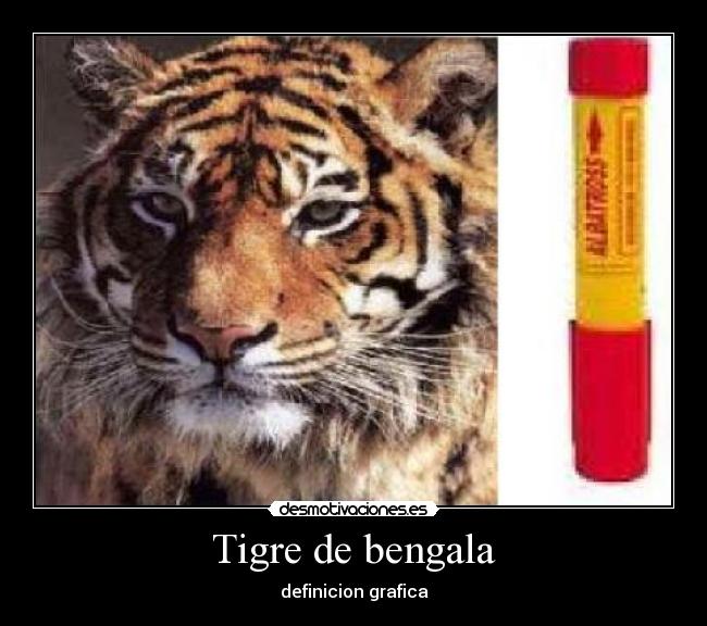 Tigre de bengala - definicion grafica