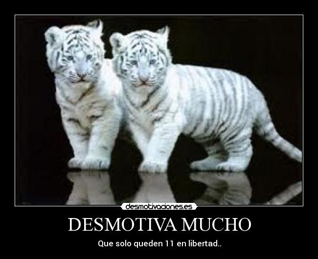 carteles tigres blancos desmotivaciones