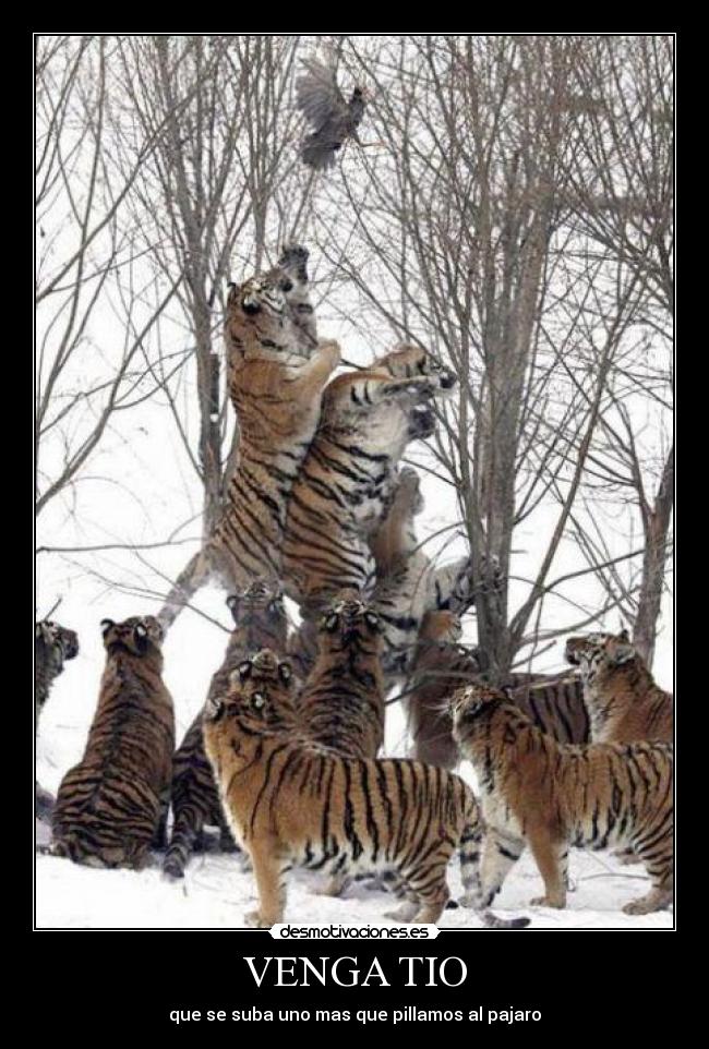 VENGA TIO - que se suba uno mas que pillamos al pajaro