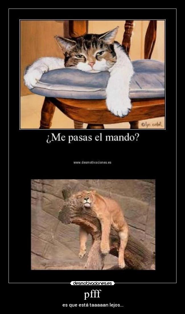 carteles animalitos desmotivaciones