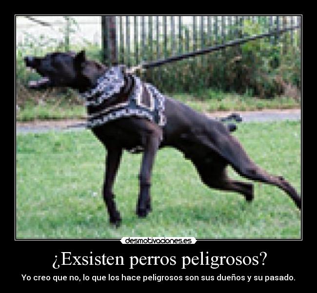 ¿Exsisten perros peligrosos? - Yo creo que no, lo que los hace peligrosos son sus dueños y su pasado.