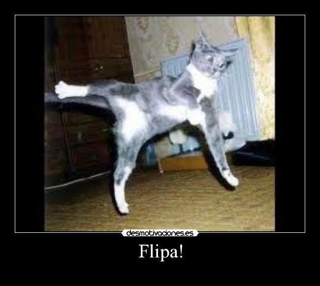 Flipa! - 