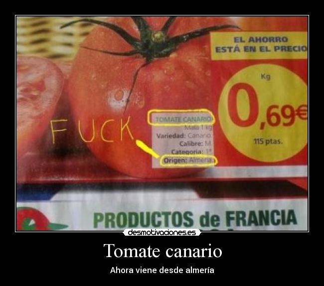 Tomate canario - 