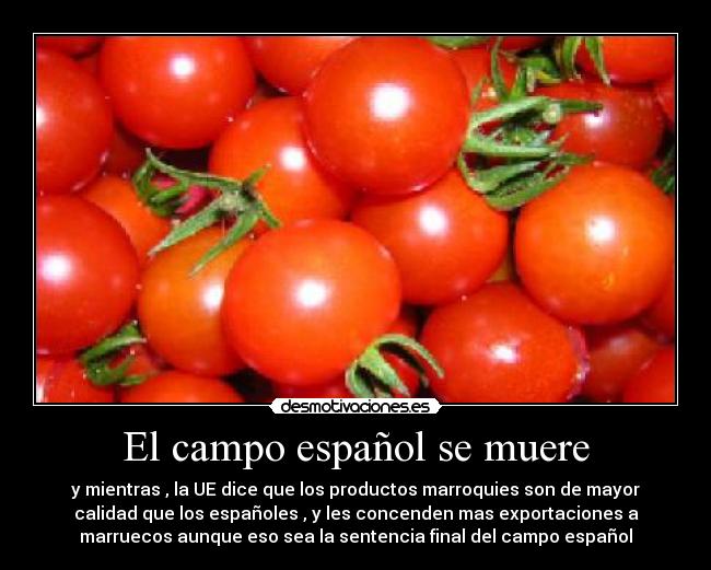 El campo español se muere - y mientras , la UE dice que los productos marroquies son de mayor
calidad que los españoles , y les concenden mas exportaciones a
marruecos aunque eso sea la sentencia final del campo español
