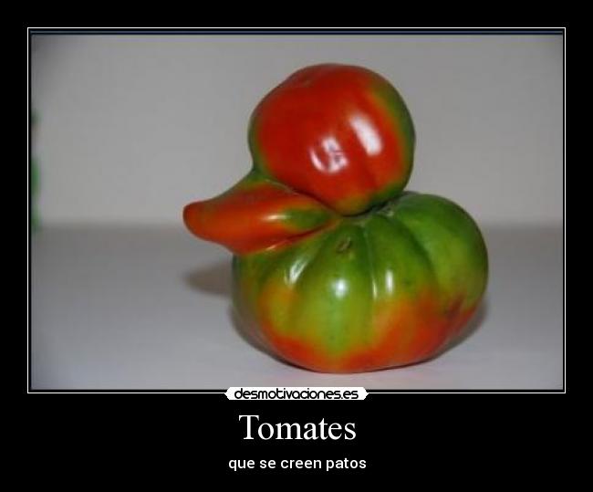 Tomates - que se creen patos