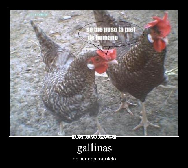gallinas - 