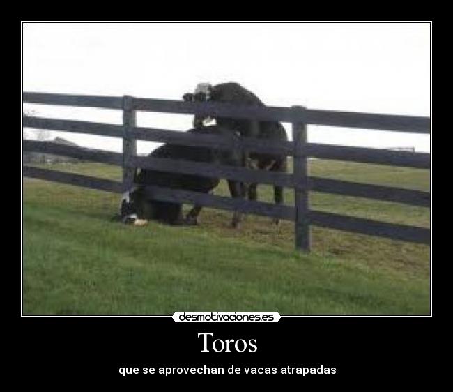 Toros - 