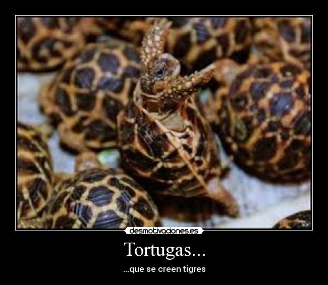 Tortugas... - 