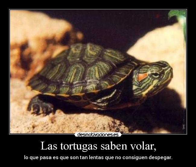 Las tortugas saben volar, - 