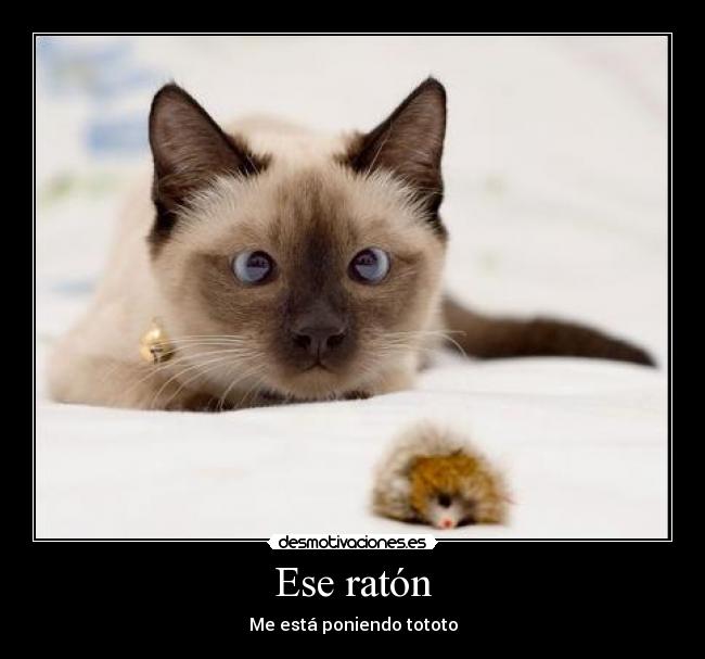 carteles ese raton esta poniendo tototo lucy gatosbizco nieve desmotivaciones