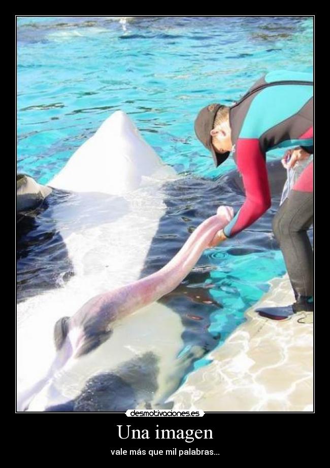 Una imagen - vale más que mil palabras...
