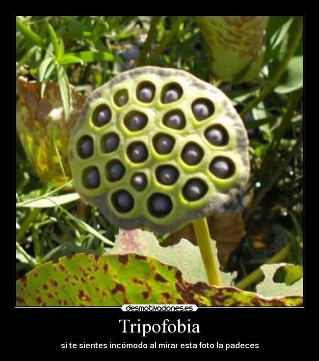 Tripofobia - si te sientes incómodo al mirar esta foto la padeces