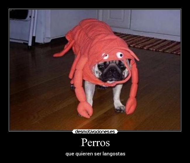 carteles carlino langosta chulo desmotivaciones