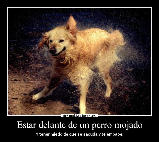 Estar delante de un perro mojado -