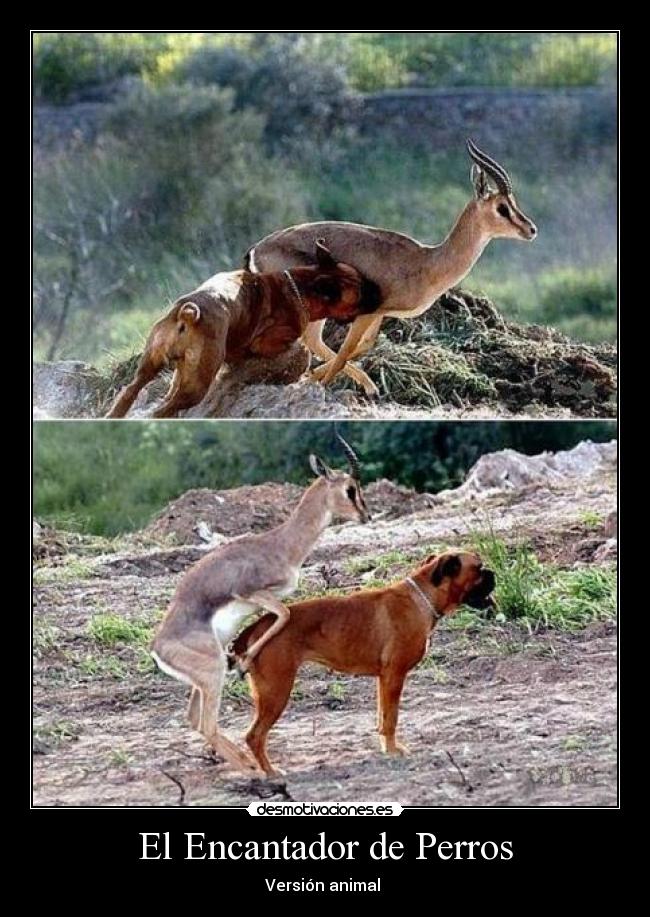 El Encantador de Perros -