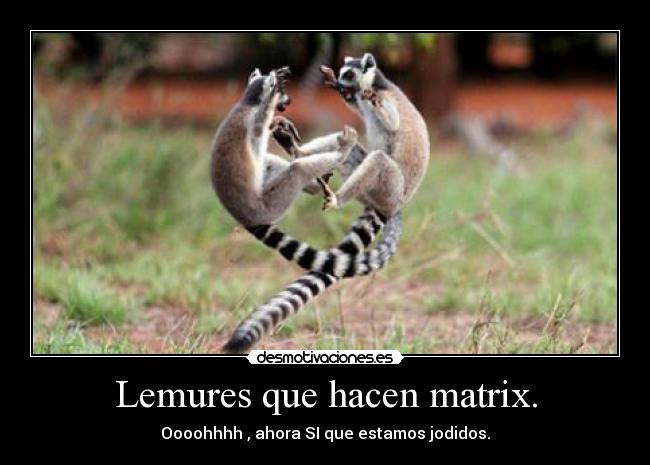 Lemures que hacen matrix. -