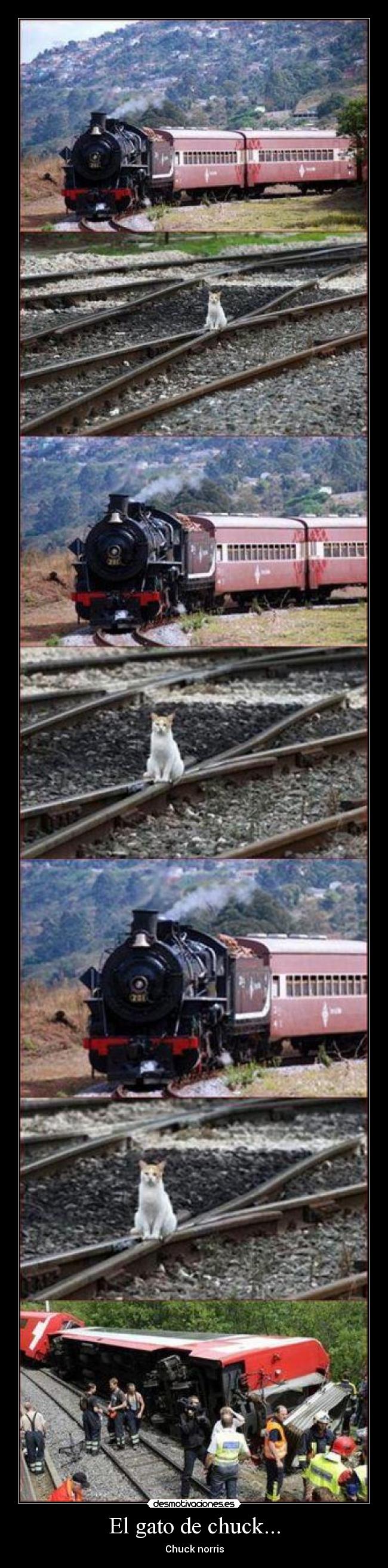 El gato de chuck... - Chuck norris