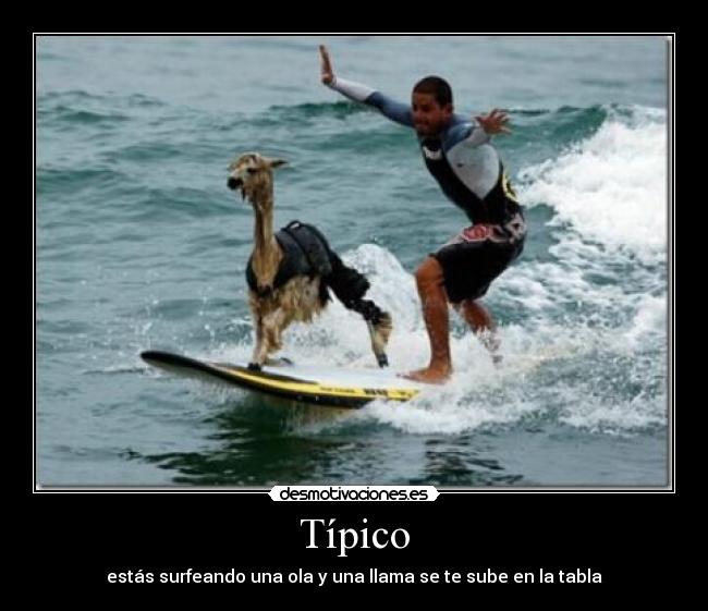Típico - estás surfeando una ola y una llama se te sube en la tabla