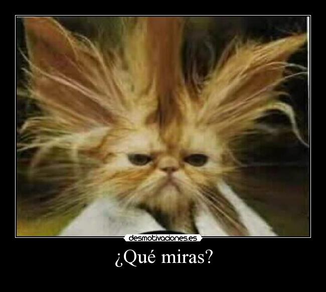 ¿Qué miras? - 