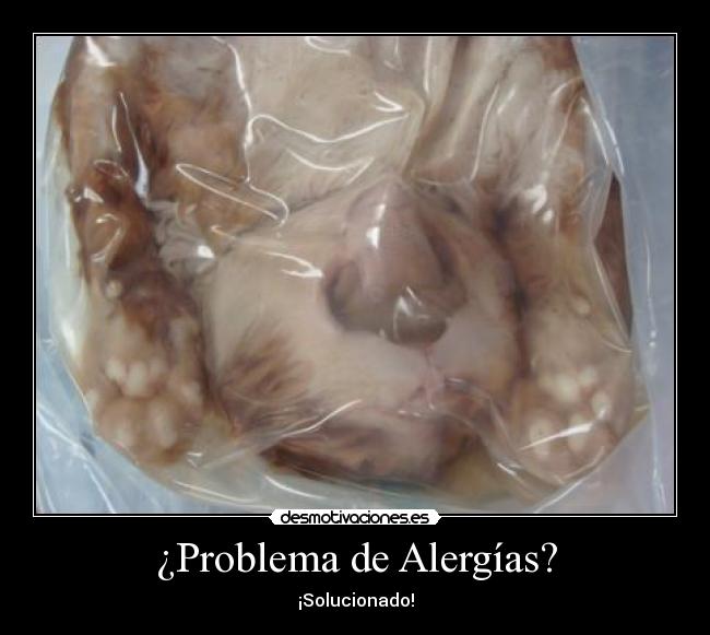carteles gato alergia problemas desmotivaciones