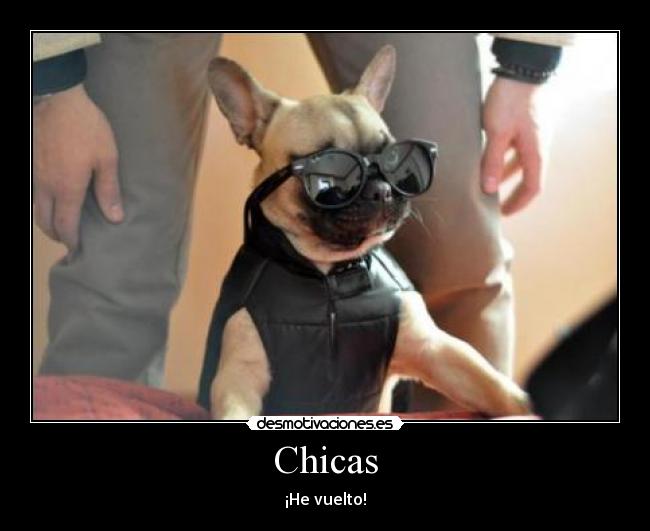 carteles walt_k perro chicas desmotivaciones