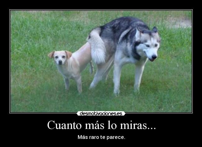 Cuanto más lo miras... - Más raro te parece.