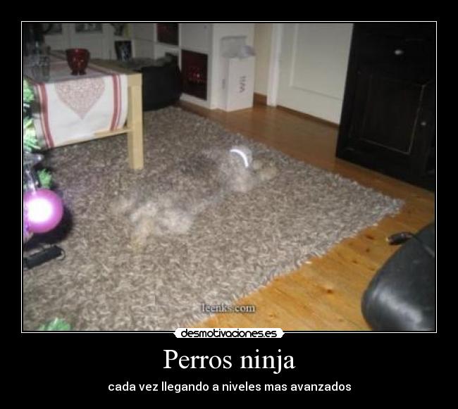 Perros ninja - 