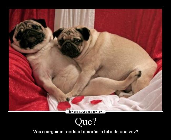 Que? - Vas a seguir mirando o tomarás la foto de una vez?