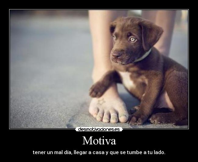 Motiva - 