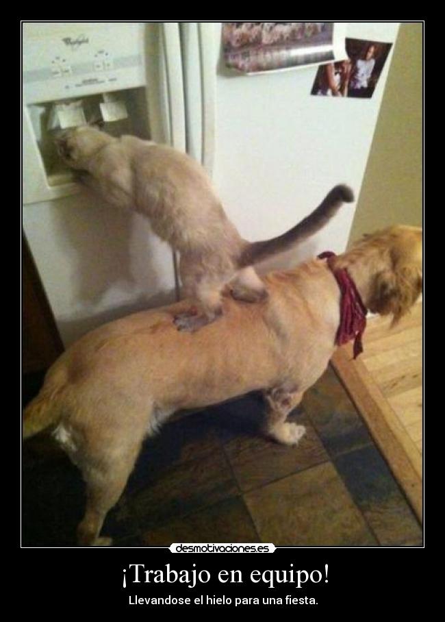 ¡Trabajo en equipo! - Llevandose el hielo para una fiesta.